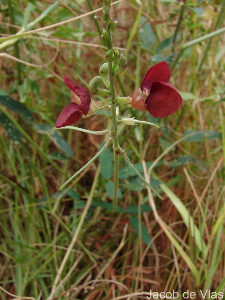 Macroptilium lathyroides (L.) Urb.